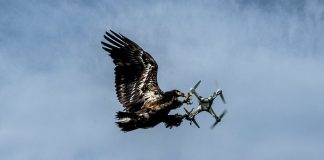 eagle catch drone