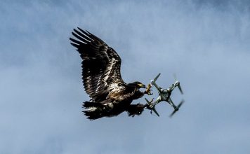 eagle catch drone