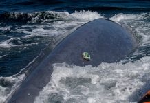 ADB tag uredjaj za pracenje kitova