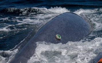 ADB tag uredjaj za pracenje kitova