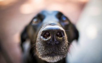 Naučnici napravili vještačku simulaciju psećeg nosa vjestacka simulacija pseceg nosa