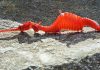 Morski zmaj nova vrsta zivotinje