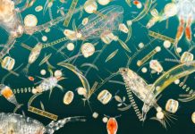 Roboti koji istrazuju planktone