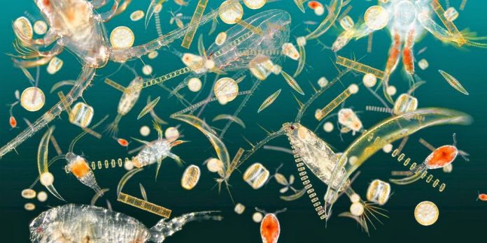 Roboti koji istrazuju planktone