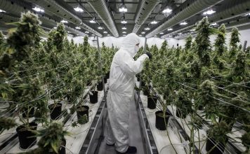 naucnici potvrdili zdravstvene prednosti kanabisa