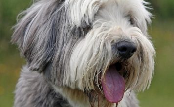 psi ce osijediti ako su anksiozni