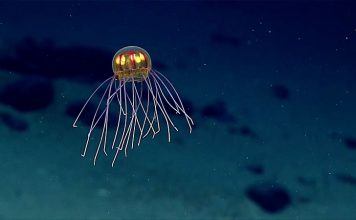 Live stream ekspedicije sa dna okeana