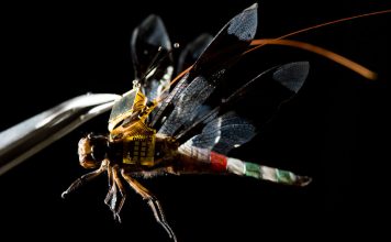 dragonfleye - insekt dron