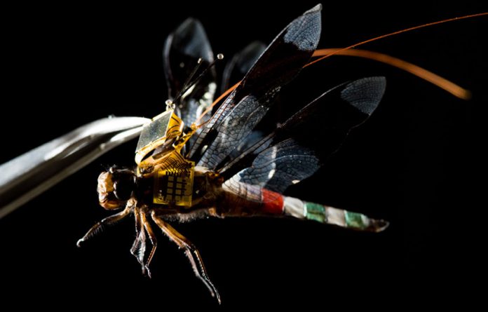 dragonfleye - insekt dron
