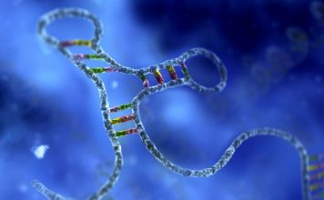 prenos pohranjenih sjecanja pomocu rnk